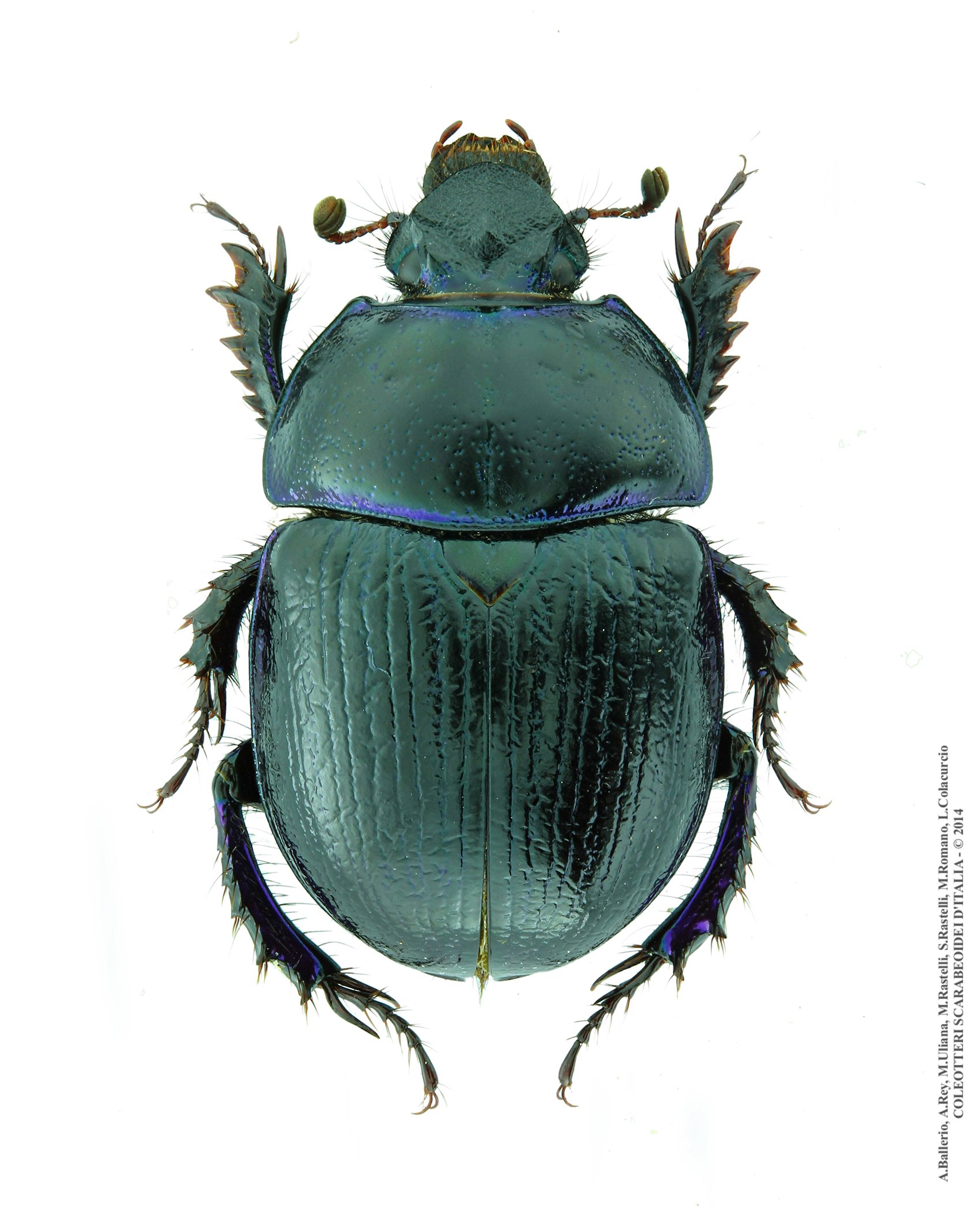 Anoplotrupes stercorosus